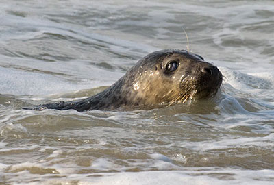 Seal Release - 23rd March 2016