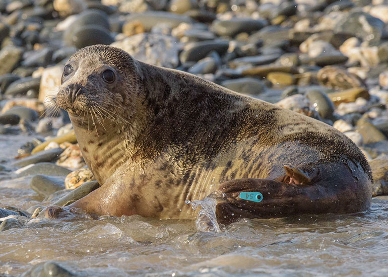 Seal Release - 23rd March 2016 - Photo by Daniel Murphy