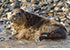 Seal Release - 23rd March 2016