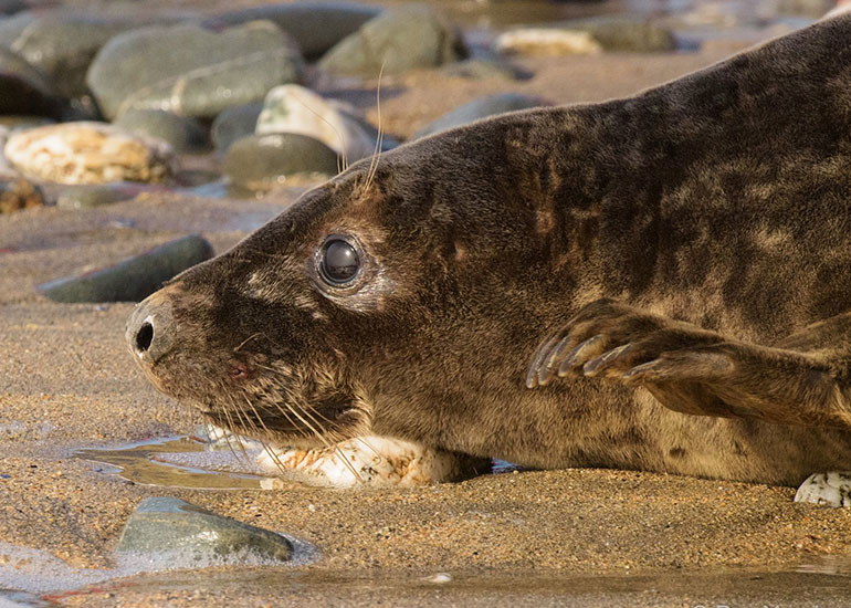 Seal Release - 23rd March 2016 - Photo by Daniel Murphy