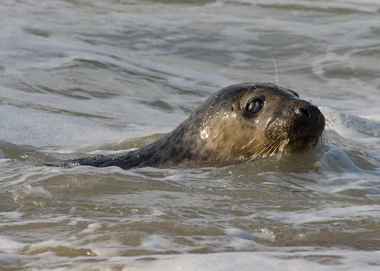 Seal Release - 23rd March 2016 - Photo by Daniel Murphy