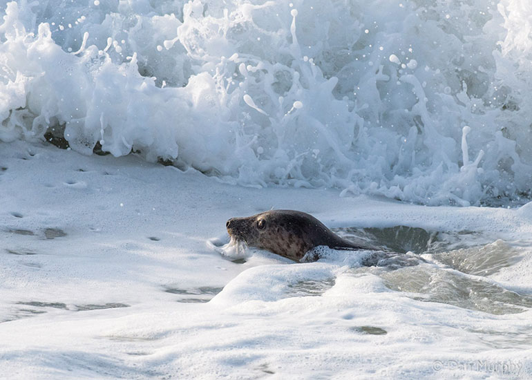 Seal Release - 23rd March 2016 - Photo by Daniel Murphy