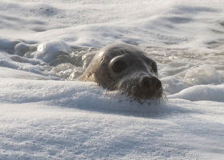 Seal Release - 23rd March 2016 - Photo by Daniel Murphy