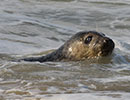 Seal Release - 23rd March 2016