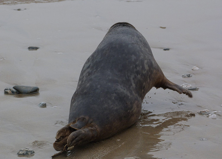 Seal Release - 24th March 2017