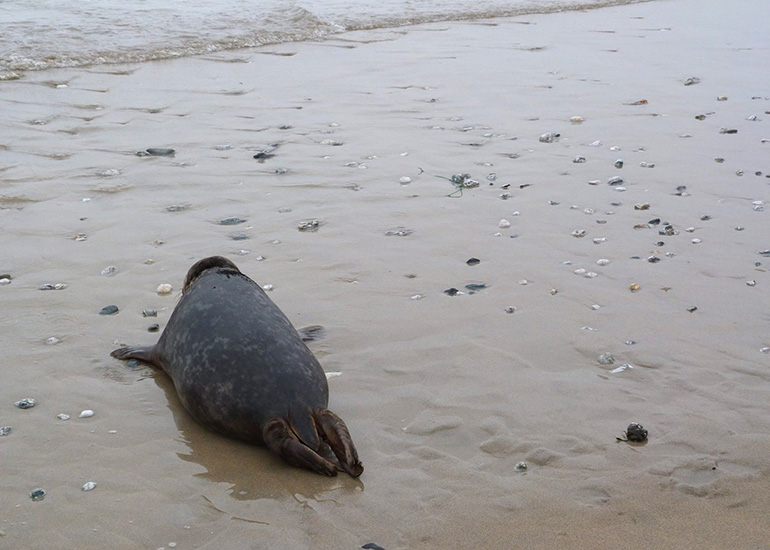 Seal Release - 24th March 2017