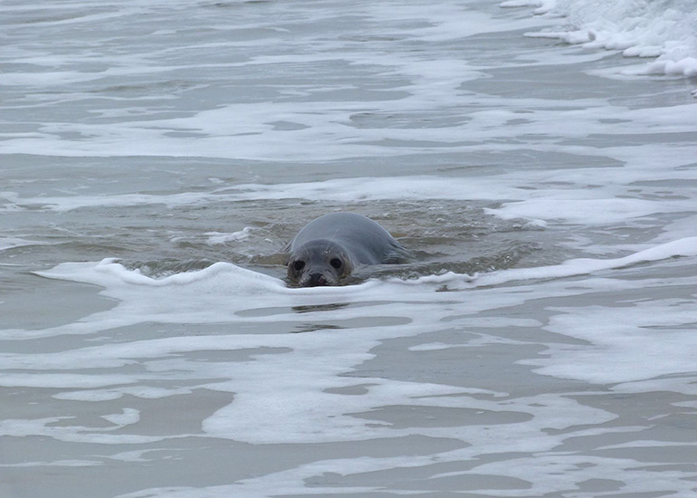 Seal Release - 24th March 2017