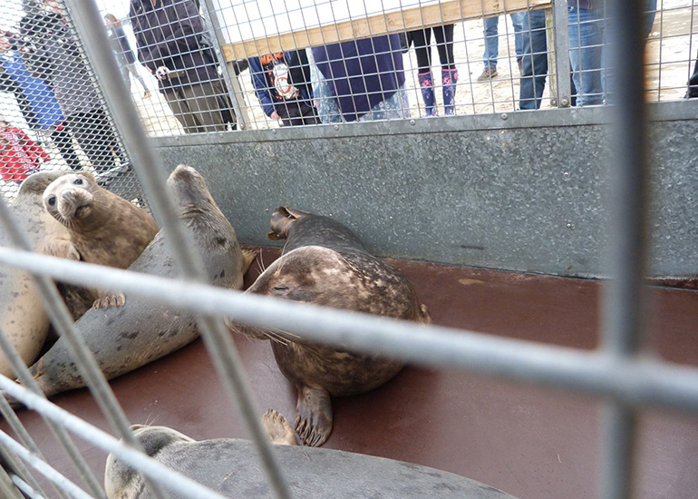 Seal Release - 24th March 2017