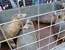 Seal Release - 24th March 2017