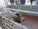 Seal Release - 24th March 2017