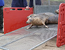 Seal Release - 24th March 2017