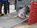 Seal Release - 24th March 2017