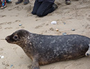 Seal Release - 24th March 2017
