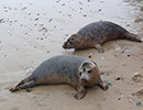 Seal Release - 24th March 2017
