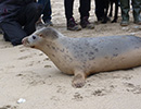 Seal Release - 24th March 2017