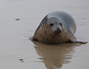 Seal Release - 24th March 2017