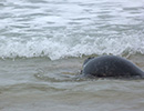 Seal Release - 24th March 2017