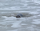 Seal Release - 24th March 2017