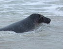Seal Release - 24th March 2017