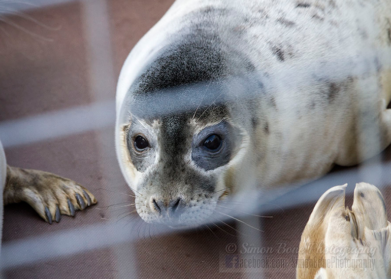 Seal Release - 25th November 2016 - Photo by Simon Bone