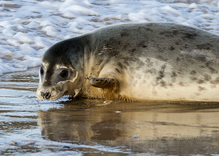 Seal Release - 25th November 2016 - Photo by Simon Bone
