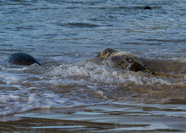 Seal Release - 25th November 2016 - Photo by Simon Bone