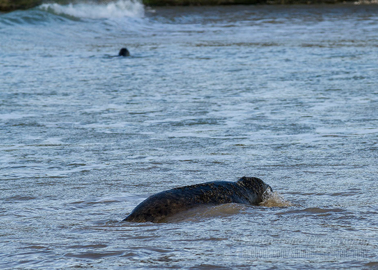 Seal Release - 25th November 2016 - Photo by Simon Bone