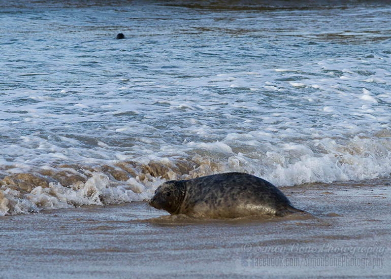 Seal Release - 25th November 2016 - Photo by Simon Bone