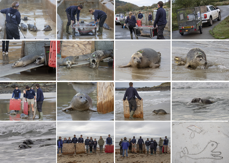 Seal Release - 29th October 2024