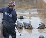 Seal Release - 29th October 2024