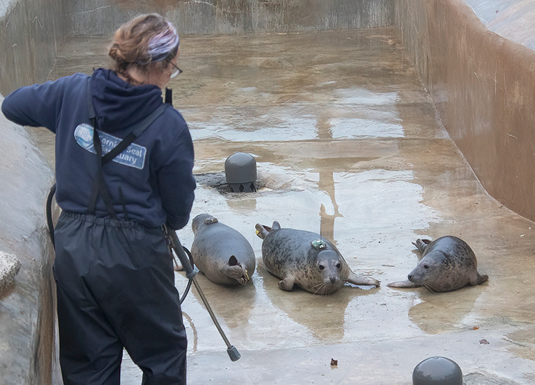 Seal Release - 29th October 2024