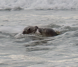 Seal Release - 29th October 2024