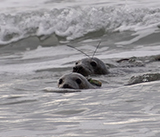 Seal Release - 29th October 2024