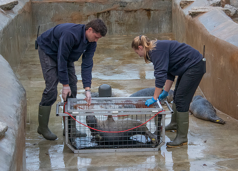 Seal Release - 29th October 2024