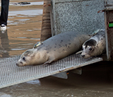 Seal Release - 29th October 2024
