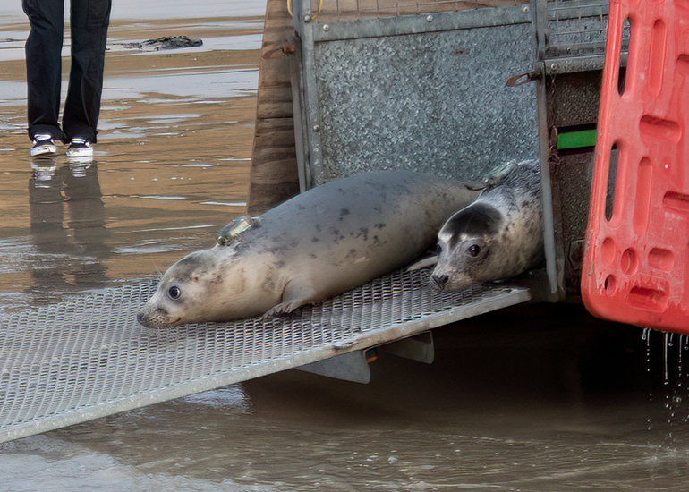 Seal Release - 29th October 2024