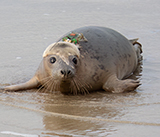 Seal Release - 29th October 2024