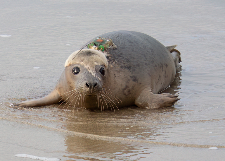 Seal Release - 29th October 2024