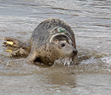 Seal Release - 29th October 2024