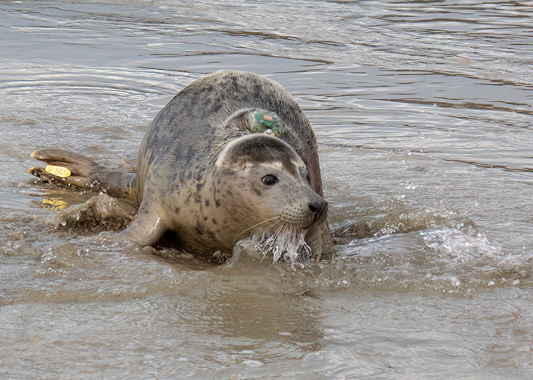 Seal Release - 29th October 2024