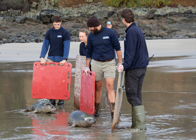 Seal Release - 29th October 2024