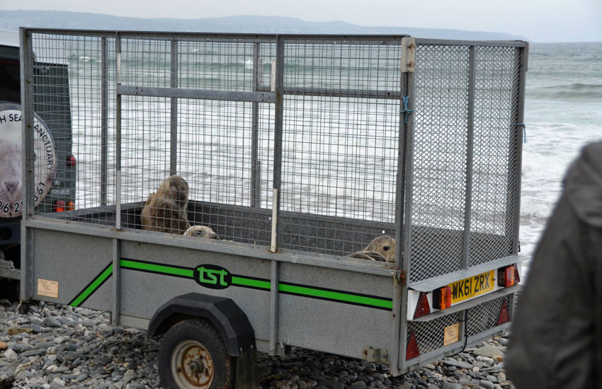 Seal Release - 30th May 2013
