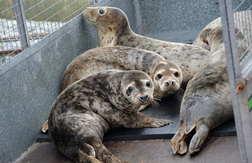 Seal Release - 30th May 2013