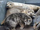 Seal Release - 30th May 2013