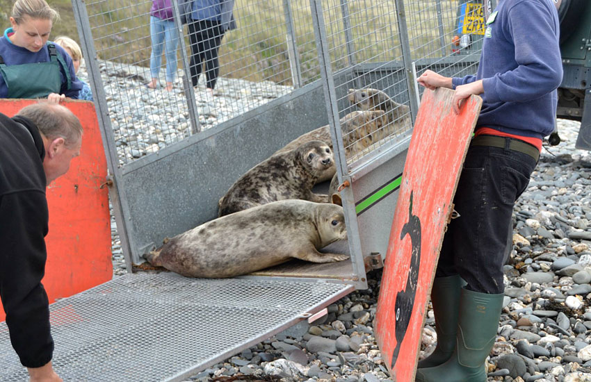 Seal Release - 30th May 2013