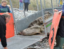 Seal Release - 30th May 2013
