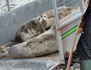 Seal Release - 30th May 2013