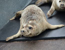 Seal Release - 30th May 2013
