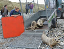 Seal Release - 30th May 2013