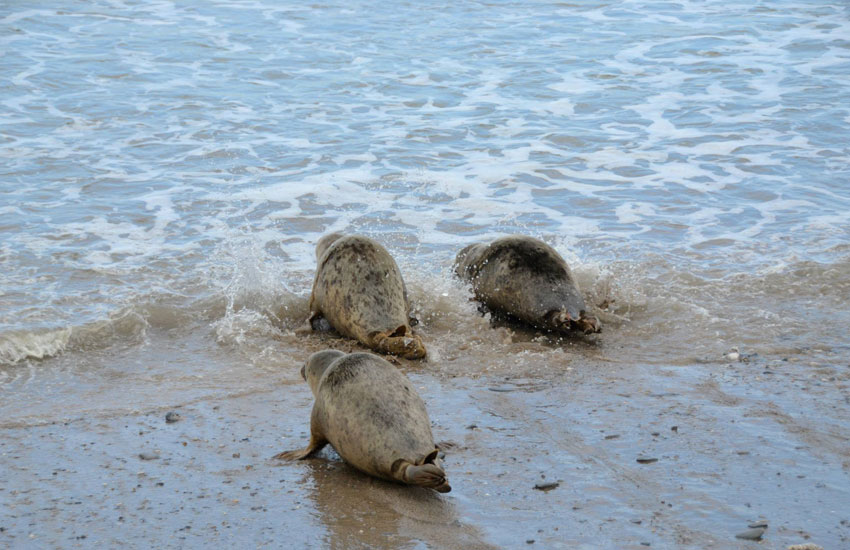 Seal Release - 30th May 2013